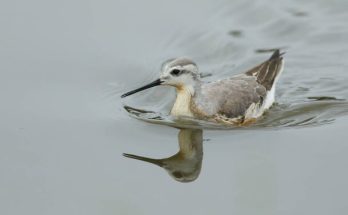 A laposcsőrű víztaposó (Phalaropus fulicarius) megjelenése, életmódja, szaporodása 