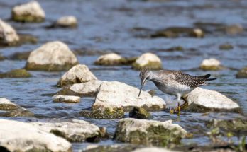 A mocsári cankó (Tringa melanoleuca) megjelenése, életmódja, szaporodása