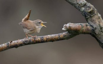 Az ökörszem (Troglodytes troglodytes) megjelenése, életmódja, szaporodása