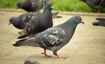Az örvös galamb (Columba palumbus) megjelenése, életmódja, szaporodása