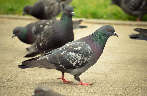 Az örvös galamb (Columba palumbus) megjelenése, életmódja, szaporodása