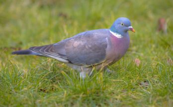 Az örvös galamb (Columba palumbus) megjelenése, életmódja, szaporodása