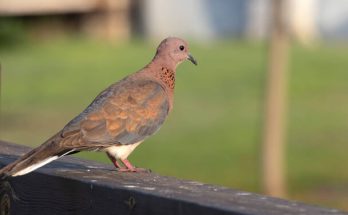 A pálmagerle (Streptopelia senegalensis) megjelenése, életmódja, szaporodása