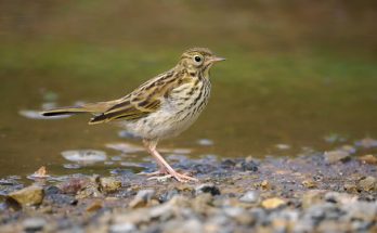 A réti pityer (Anthus pratensis) megjelenése, életmódja, szaporodása