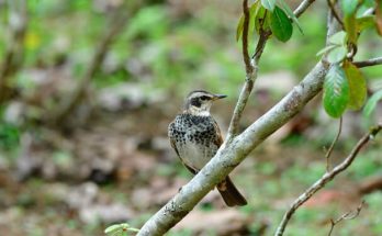 A rőtszárnyú rigó (Turdus eunomus) megjelenése, életmódja, szaporodása 