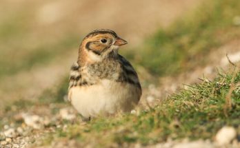 A sarkantyús sármány (Calcarius lapponicus) megjelenése, életmódja, szaporodása