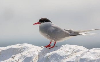 A sarki csér (Sterna paradisaea) megjelenése, életmódja, szaporodása