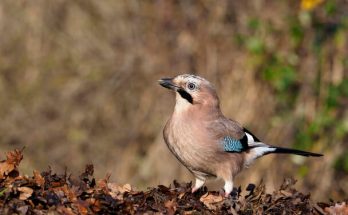 A szajkó (Garrulus glandarius) megjelenése, életmódja, szaporodása