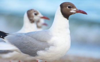 A szerecsensirály (Ichthyaetus melanocephalus) megjelenése, életmódja, szaporodása