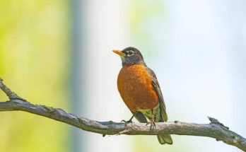 A vándorrigó (Turdus migratorius) megjelenése, életmódja, szaporodása