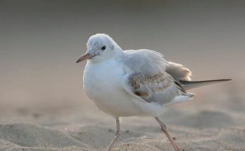 A vékonycsőrű sirály (Chroicocephalus genei) megjelenése, életmódja, szaporodása