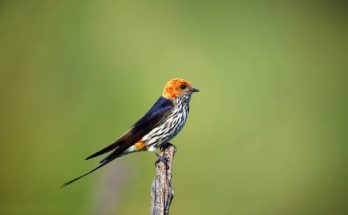 Az abesszin fecske (Cecropis abyssinica) megjelenése, életmódja, szaporodása