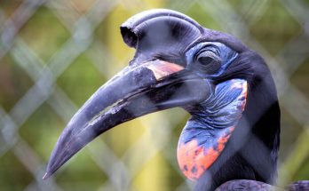 Az abesszin szarvasvarjú (Bucorvus abyssinicus) megjelenése, életmódja, szaporodása