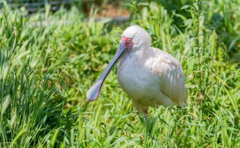 Az afrikai kanalasgém (Platalea alba) megjelenése, életmódja, szaporodása