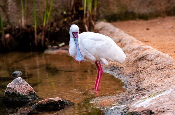 Az afrikai kanalasgém (Platalea alba) megjelenése, életmódja, szaporodása