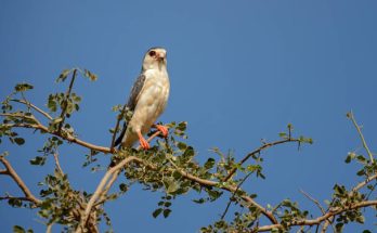 Az afrikai törpesólyom (Polihierax semitorquatus) megjelenése, életmódja, szaporodása