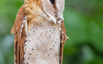 Az álarcos bagoly (Phodilus badius) megjelenése, életmódja, szaporodása