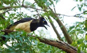 Az amerikai kékvarjú (Cyanocorax chrysops) megjelenése, életmódja, szaporodása