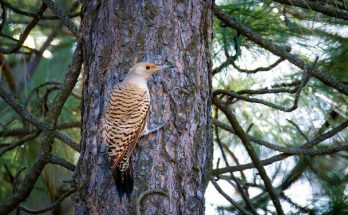 Az aranyküllő vagy északi hangyászküllő (Colaptes auratus) megjelenése, életmódja, szaporodása