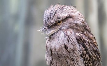 A bagolyfecske  (Podargus strigoides) megjelenése, életmódja, szaporodása