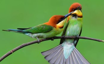 A barnafejű gyurgyalag (Merops leschenaulti) megjelenése, életmódja, szaporodása