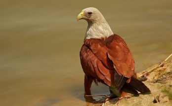 A brahmin kánya (Haliastur indus) megjelenése, életmódja, szaporodása