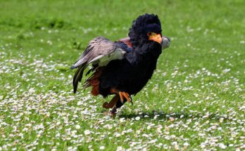 A bukázósas (Terathopius ecaudatus) megjelenése, életmódja, szaporodása