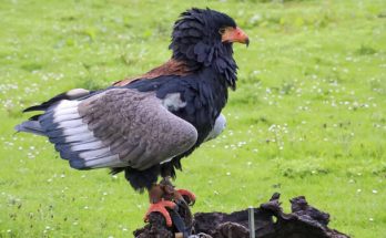 A bukázósas (Terathopius ecaudatus) megjelenése, életmódja, szaporodása