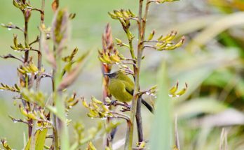 A csengőmadár (Anthornis melanura) megjelenése, életmódja, szaporodása