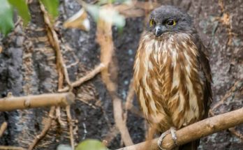 Fátyolos bagoly (Ninox scutulata) megjelenése, életmódja, szaporodása