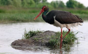 A fekete gólya (Ciconia nigra) megjelenése, életmódja, szaporodása