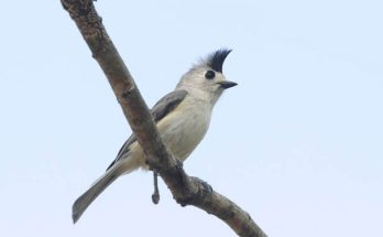 A feketebúbos cinege (Baeolophus atricristatus) megjelenése, életmódja, szaporodása