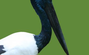 A feketenyakú gólya (Ephippiorhynchus asiaticus) megjelenése, életmódja, szaporodása