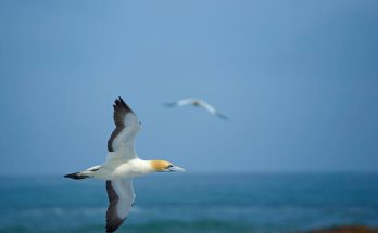 A fokföldi szula (Morus capensis) megjelenése, életmódja, szaporodása