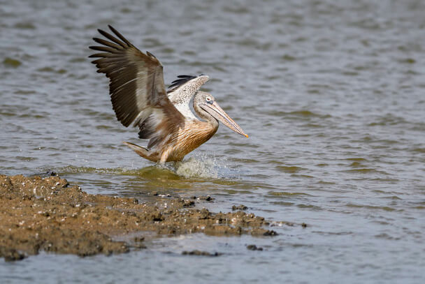 A foltoscsőrű pelikán hangja (Pelecanus philippensis) megjelenése, életmódja, szaporodása