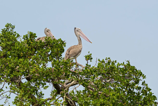 A foltoscsőrű pelikán (Pelecanus philippensis) megjelenése, életmódja, szaporodása