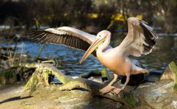 A foltoscsőrű pelikán (Pelecanus philippensis) megjelenése, életmódja, szaporodása
