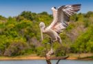 A foltoscsőrű pelikán hangja (Pelecanus philippensis)