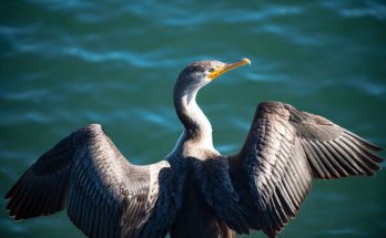 A füles kárókatona (Phalacrocorax auritus) megjelenése, életmódja, szaporodása