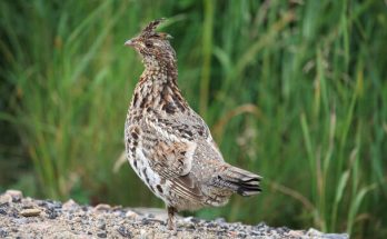 A galléros császármadár (Bonasa umbellus) megjelenése, életmódja, szaporodása