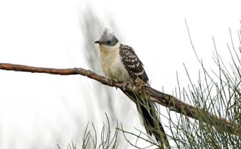 A pettyes kakukk  (Clamator glandarius) megjelenése, életmódja, szaporodása