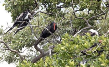 A pompás fregattmadár (Fregata magnificens) megjelenése, életmódja, szaporodása