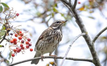 A szőlőrigó (Turdus iliacus) megjelenése, életmódja, szaporodása