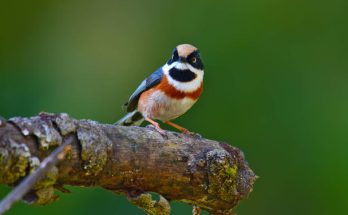 Vörösfejű őszapó (Aegithalos concinnus) megjelenése, életmódja, szaporodása