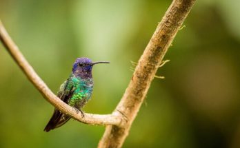 Az aranyfarkú zafírkolibri (Chrysuronia oenone) megjelenése, életmódja, szaporodása