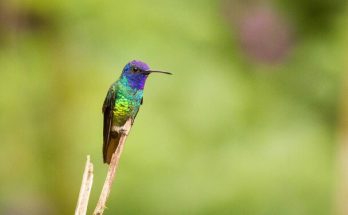 Az aranyfarkú zafírkolibri (Chrysuronia oenone) megjelenése, életmódja, szaporodása