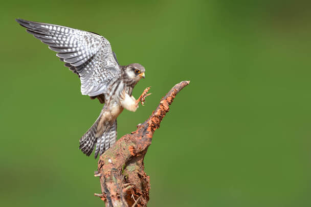 Az amuri vércse (Falco amurensis) megjelenése, életmódja, szaporodása  