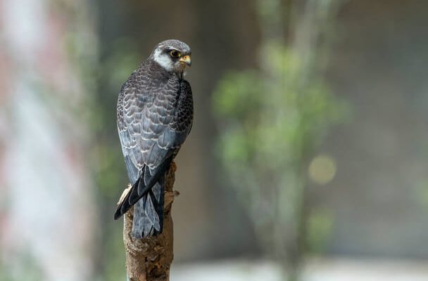 Az amuri vércse (Falco amurensis) megjelenése, életmódja, szaporodása