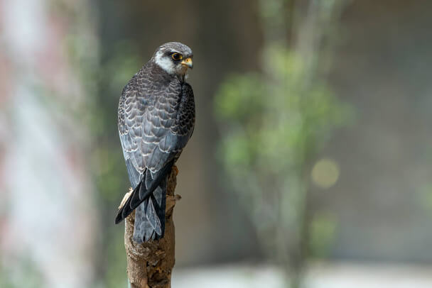 Az amuri vércse hangja (Falco amurensis) megjelenése, életmódja, szaporodása