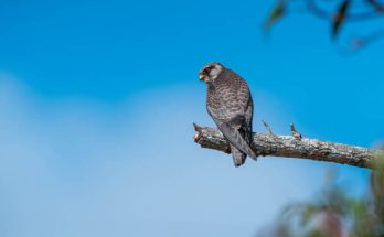 Az amuri vércse (Falco amurensis) megjelenése, életmódja, szaporodása